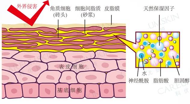 那麼角質細胞就是