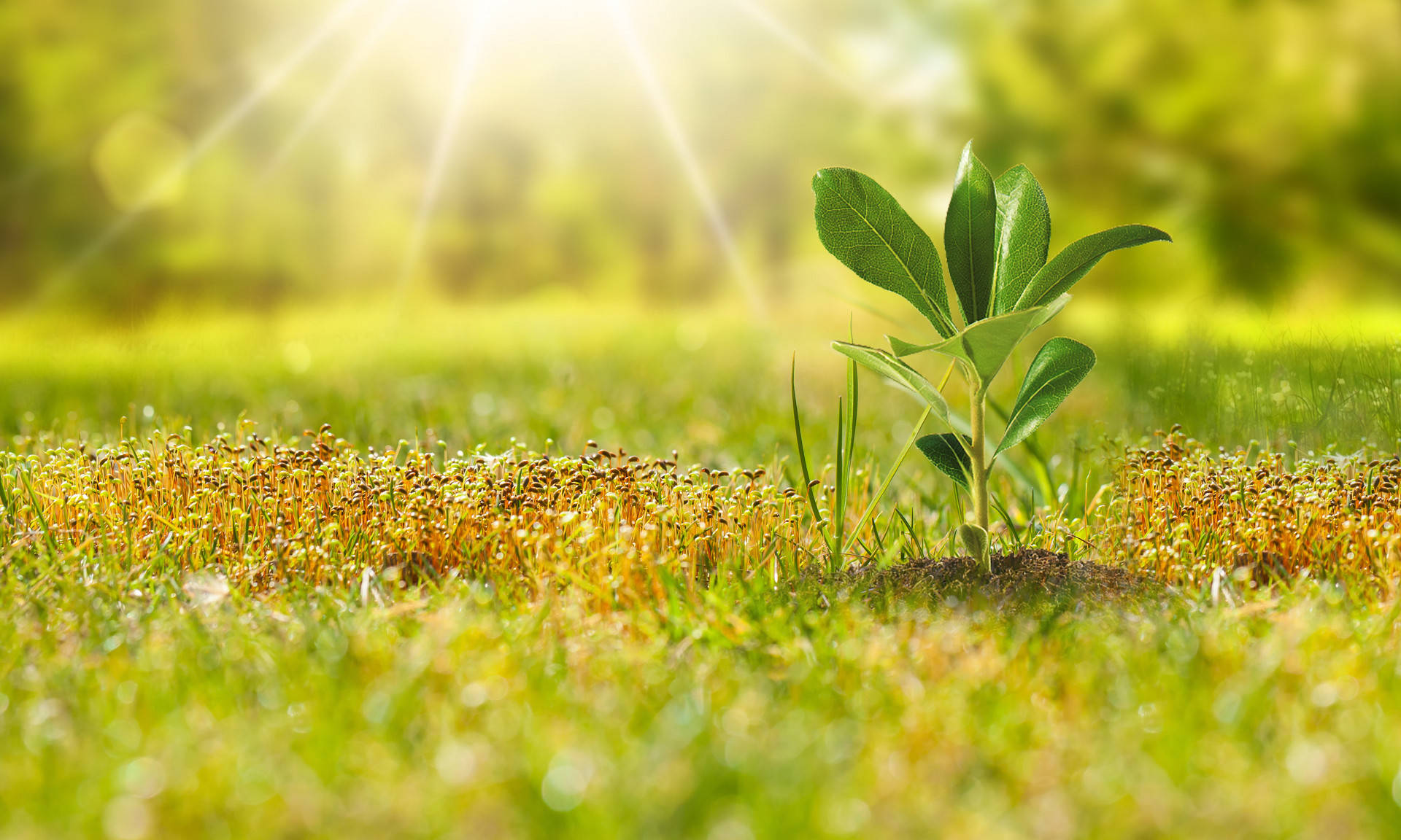 时评用智慧汗水和奋斗谱写好新时代的青春之歌