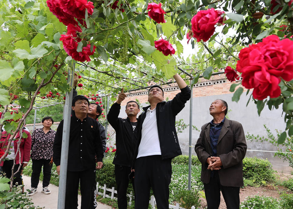 大美大荔许庄:人居环境整治扮靓美丽乡村_生活_农村_吕村