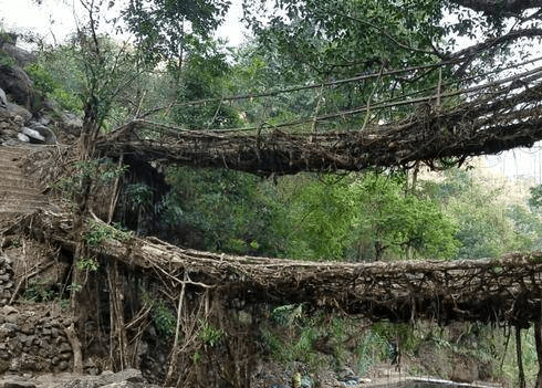世界上最特殊的桥梁，印度人用树种出来，500余年越用越坚固