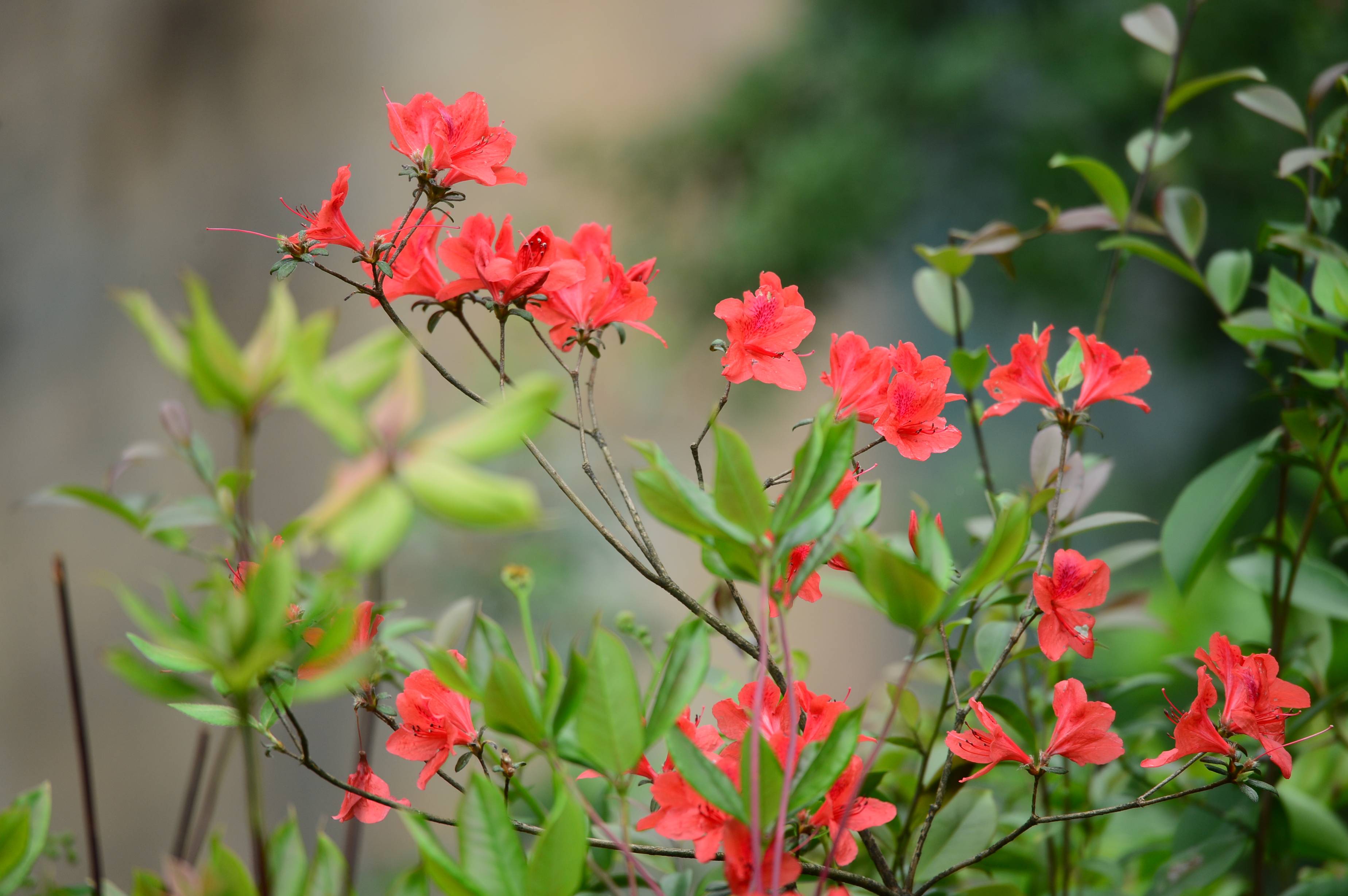 據瞭解,這些紅花叫映山紅,是杜鵑花的一種,花期較長,花形漂亮.