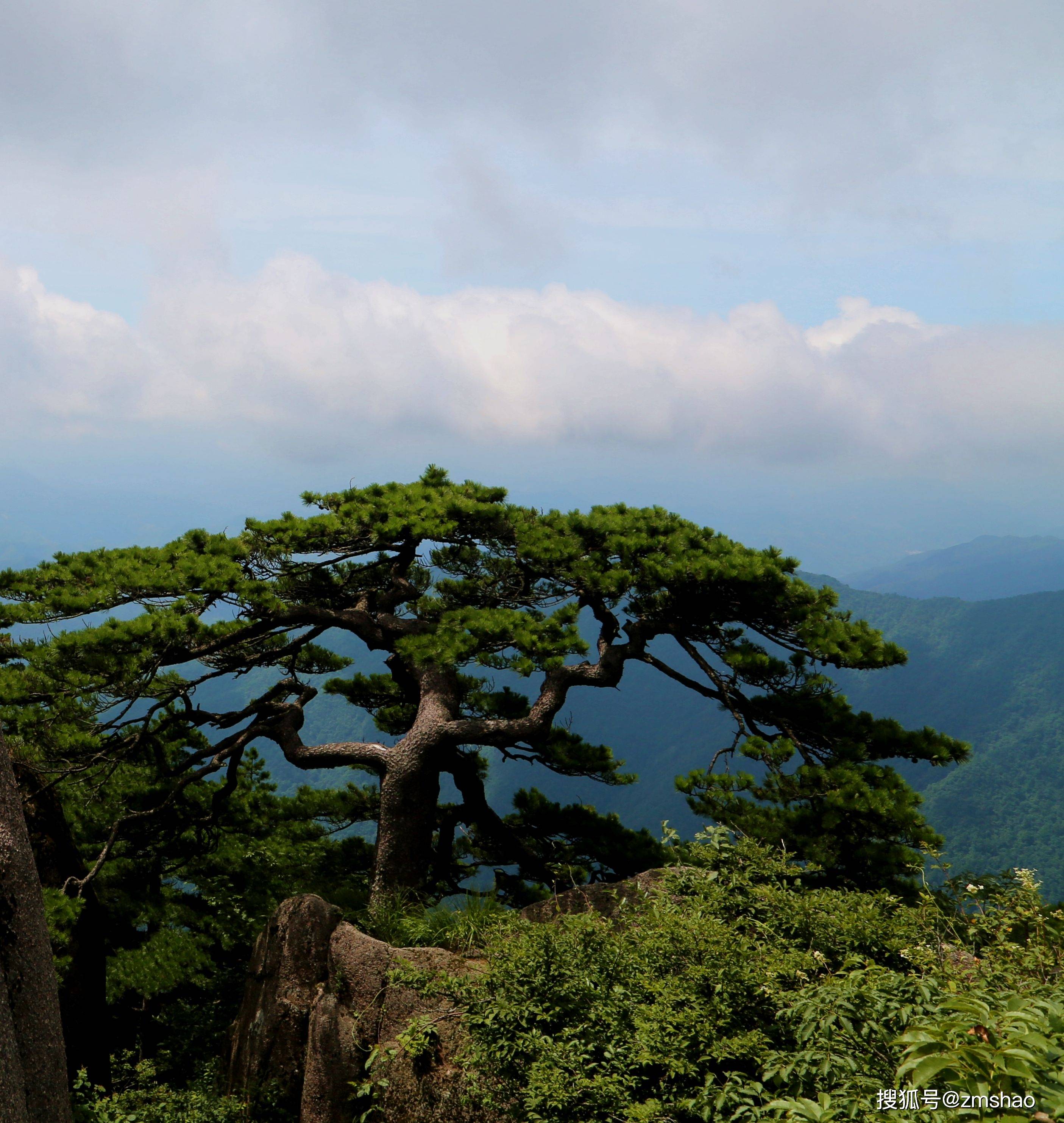 黄山奇松欣赏-搜狐大视野-搜狐新闻