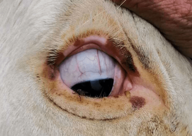 怀孕母牛瞳孔照片图片