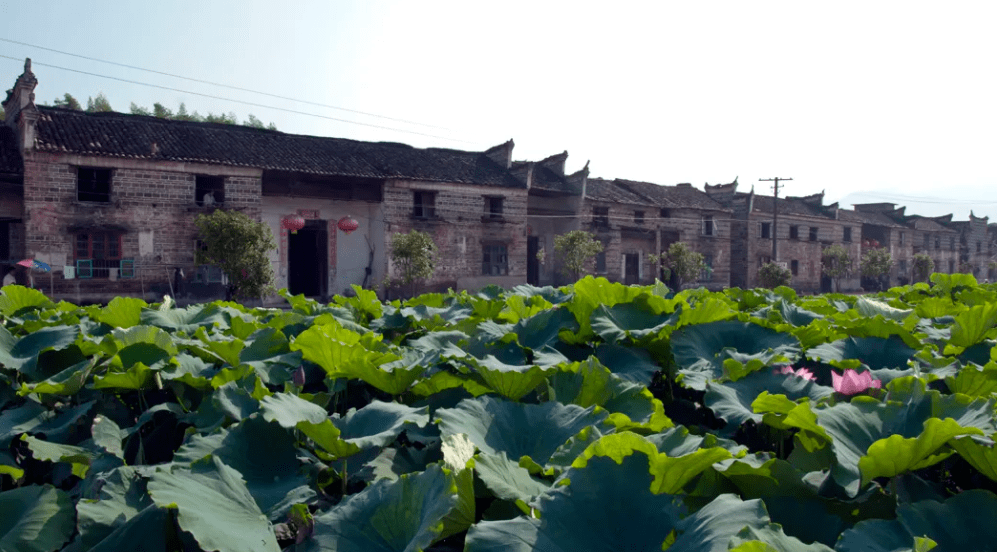 云台山茶旅集团百千万乡村振兴计划乡村推荐——流华湾村