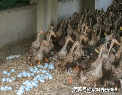 鸭产蛋量下降的原因 怎么增加蛋鸭的产蛋量_鸭群_产蛋率_影响