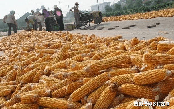 粮价预警：小麦价格重回3300高位！玉米将涨价？稻谷拍卖全部成交