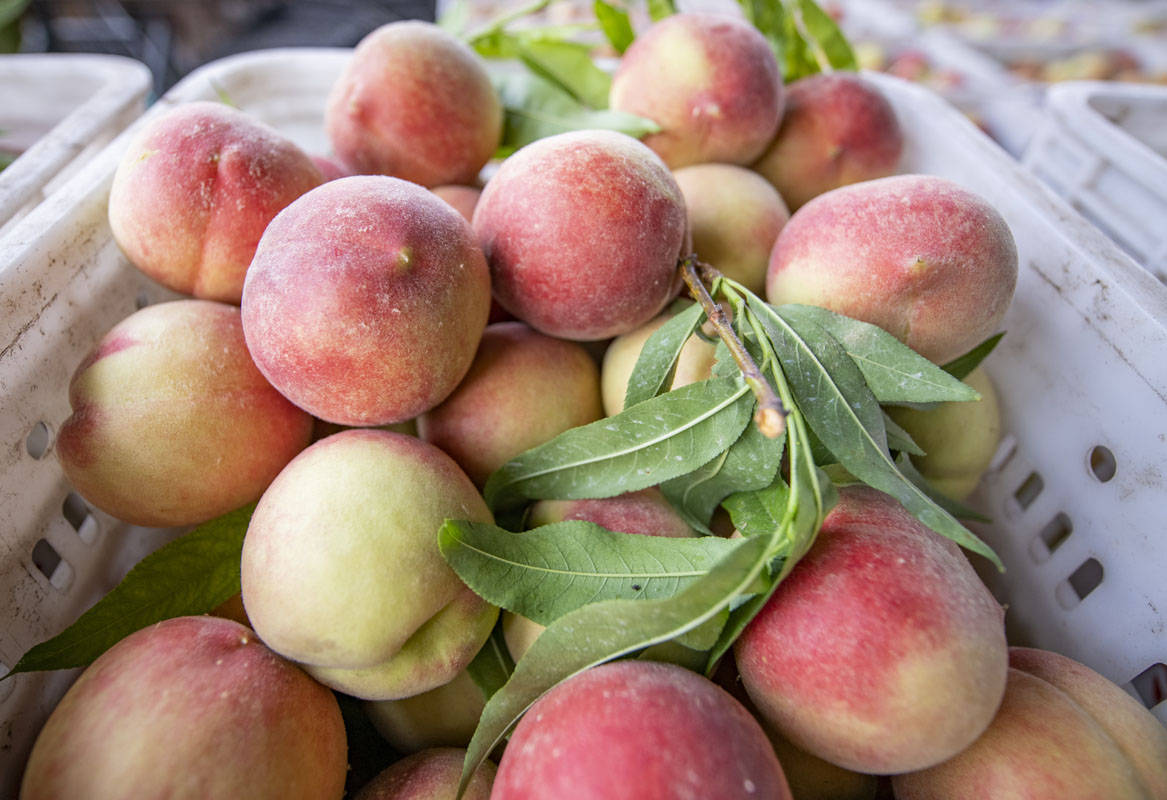 四川眉山天府新区胭脂脆桃喜获丰收