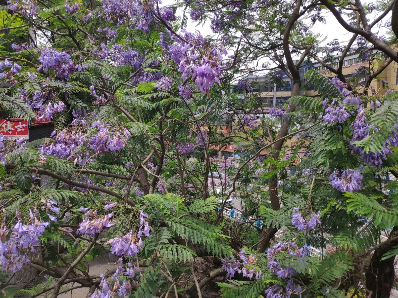 重庆街头蓝花楹迎盛开期，蓝紫色的花朵显得格外艳丽