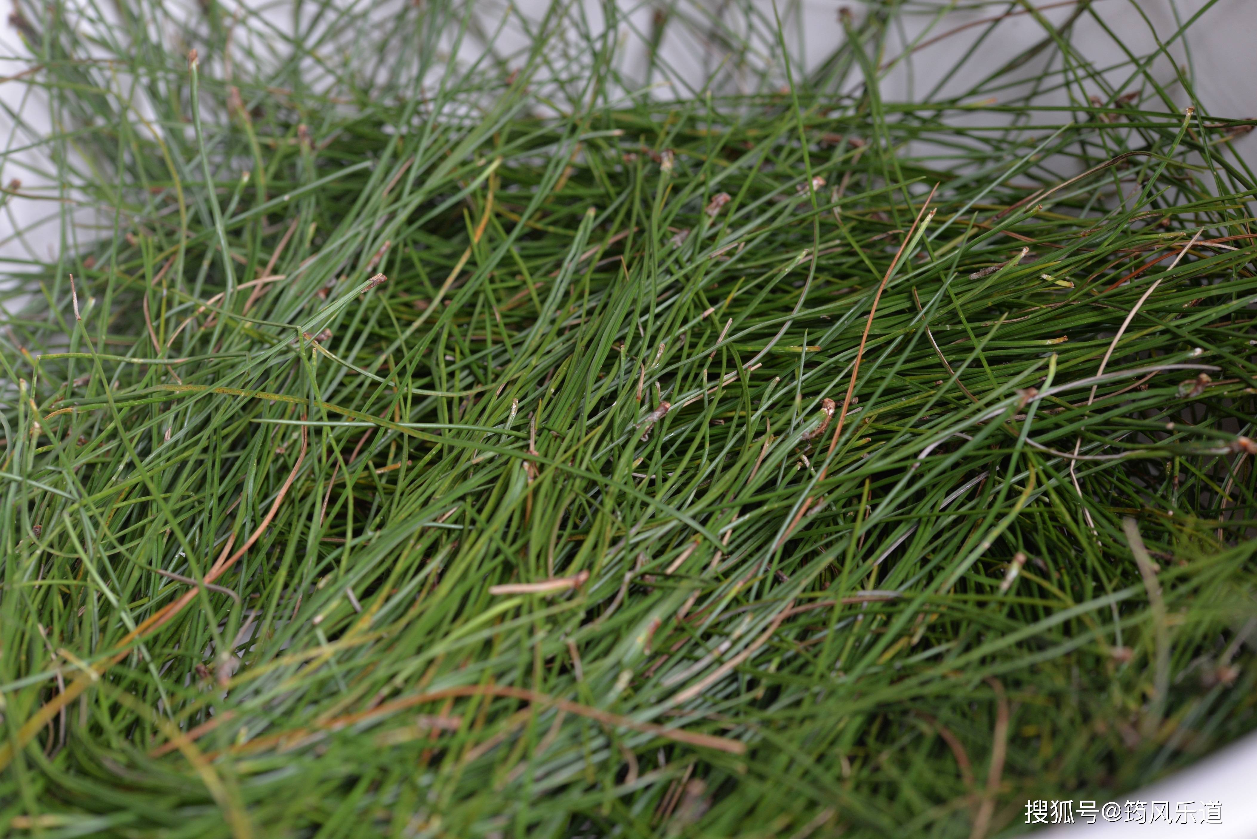 青梅还有这样的吃法来看看村民们是如何操作的