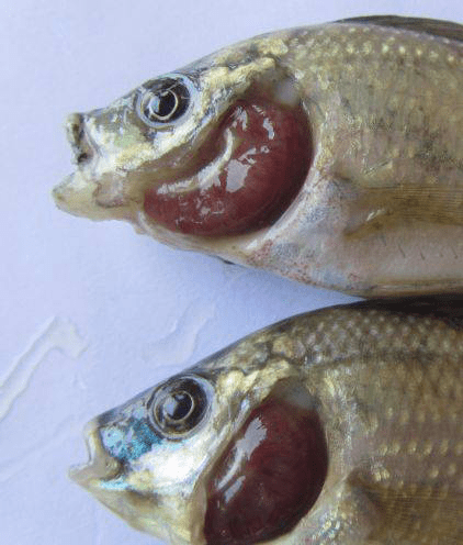 浅谈鱼类鳃霉病的诊断和防控方法