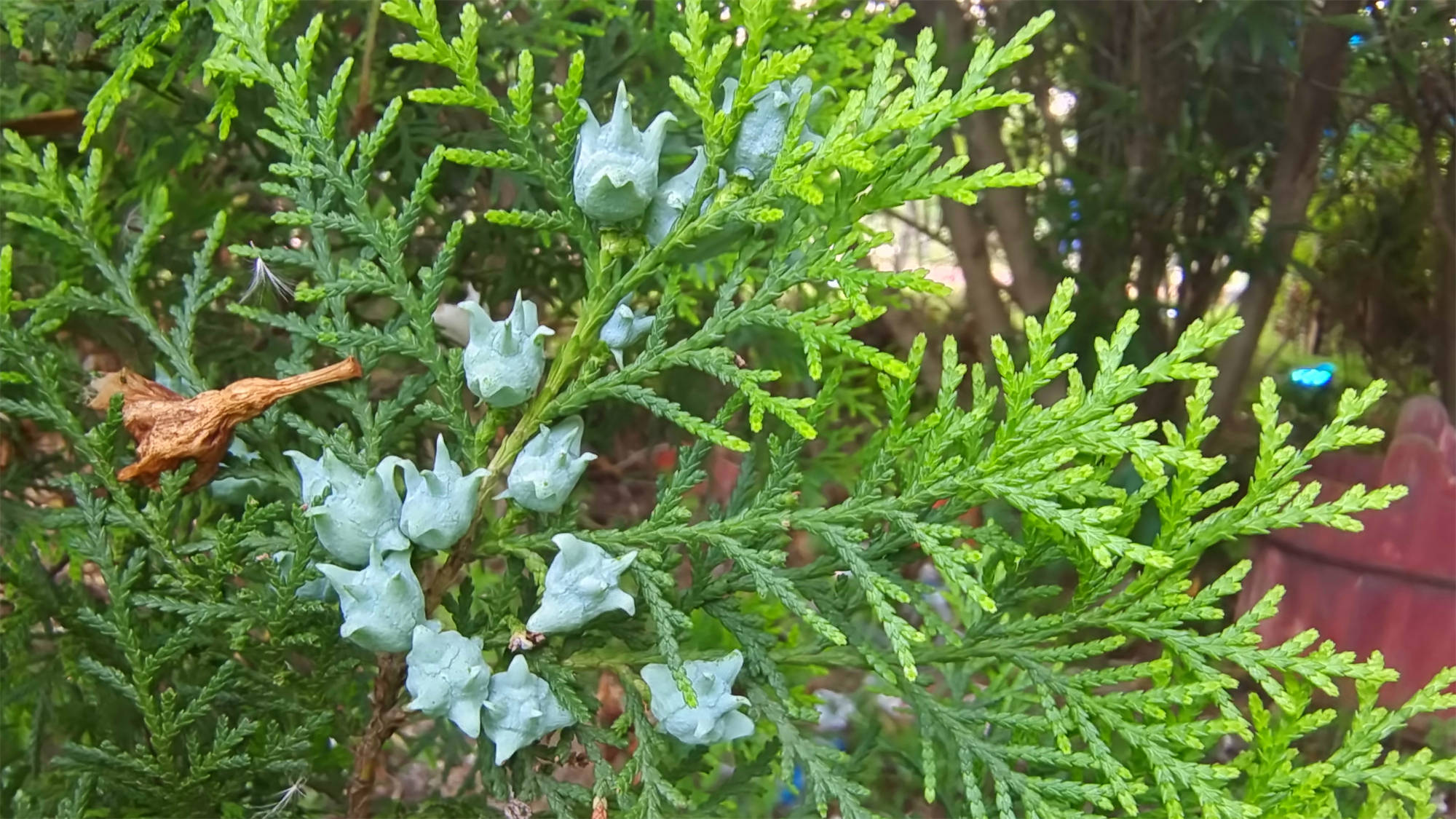 吉安随拍:侧柏树上长出“菱角”-搜狐大视野-搜狐新闻