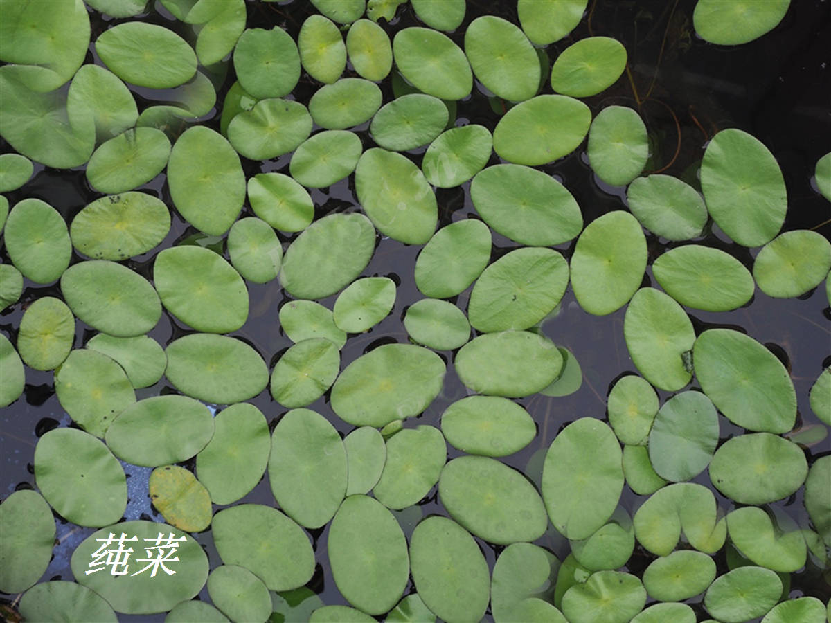 《诗经》里的植物辨识(四十) 莼菜之美_荇菜_陆机_鲈鱼