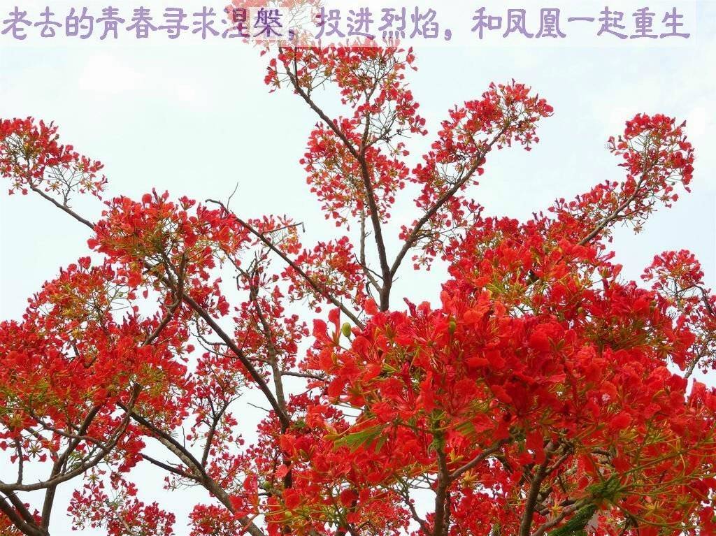 鳳凰花開鳳凰飛 文/周延鋒現代詩歌美文美圖_西雙版納_夏天_年年