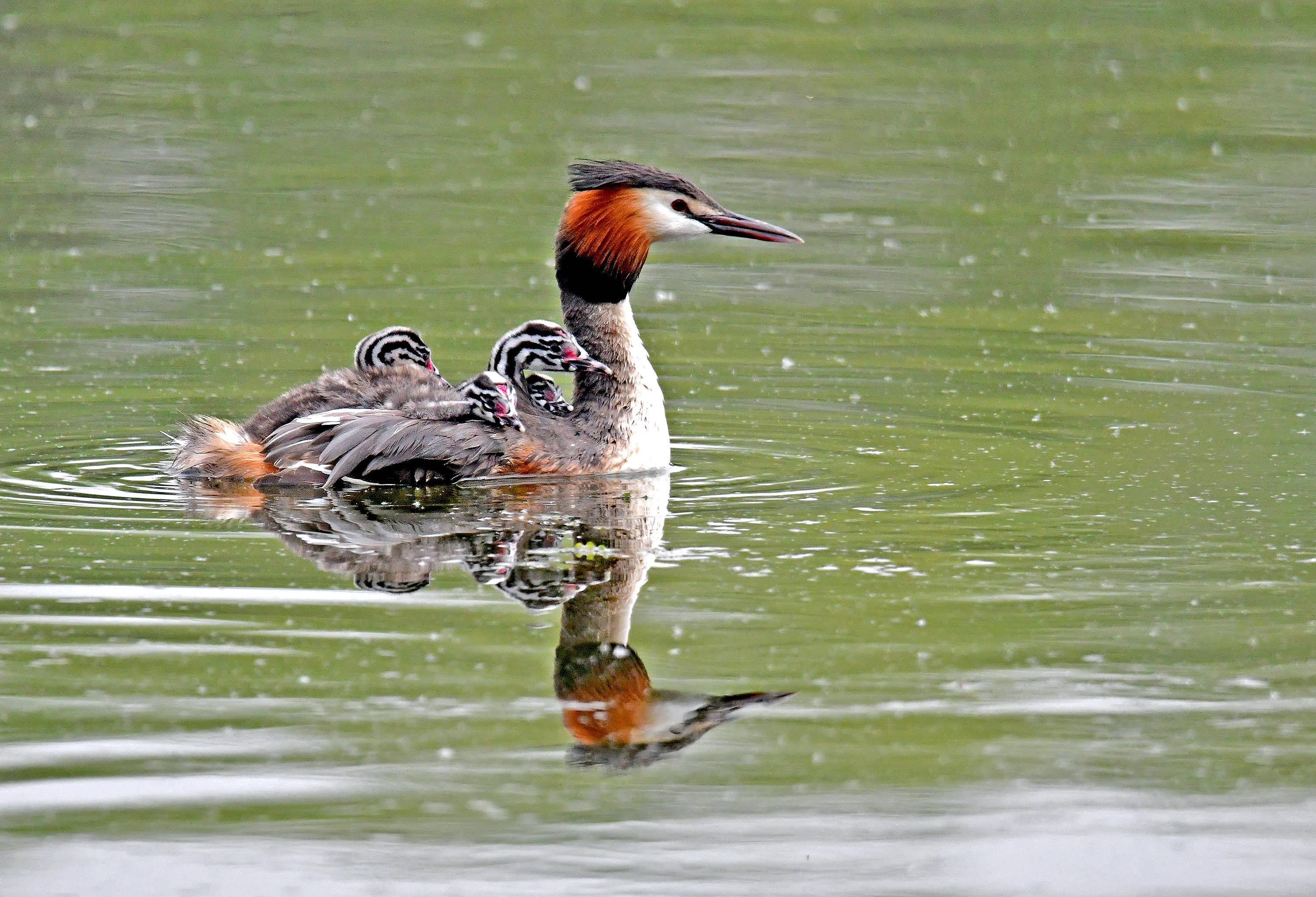 亲鸟背上的凤头䴙䴘雏鸟