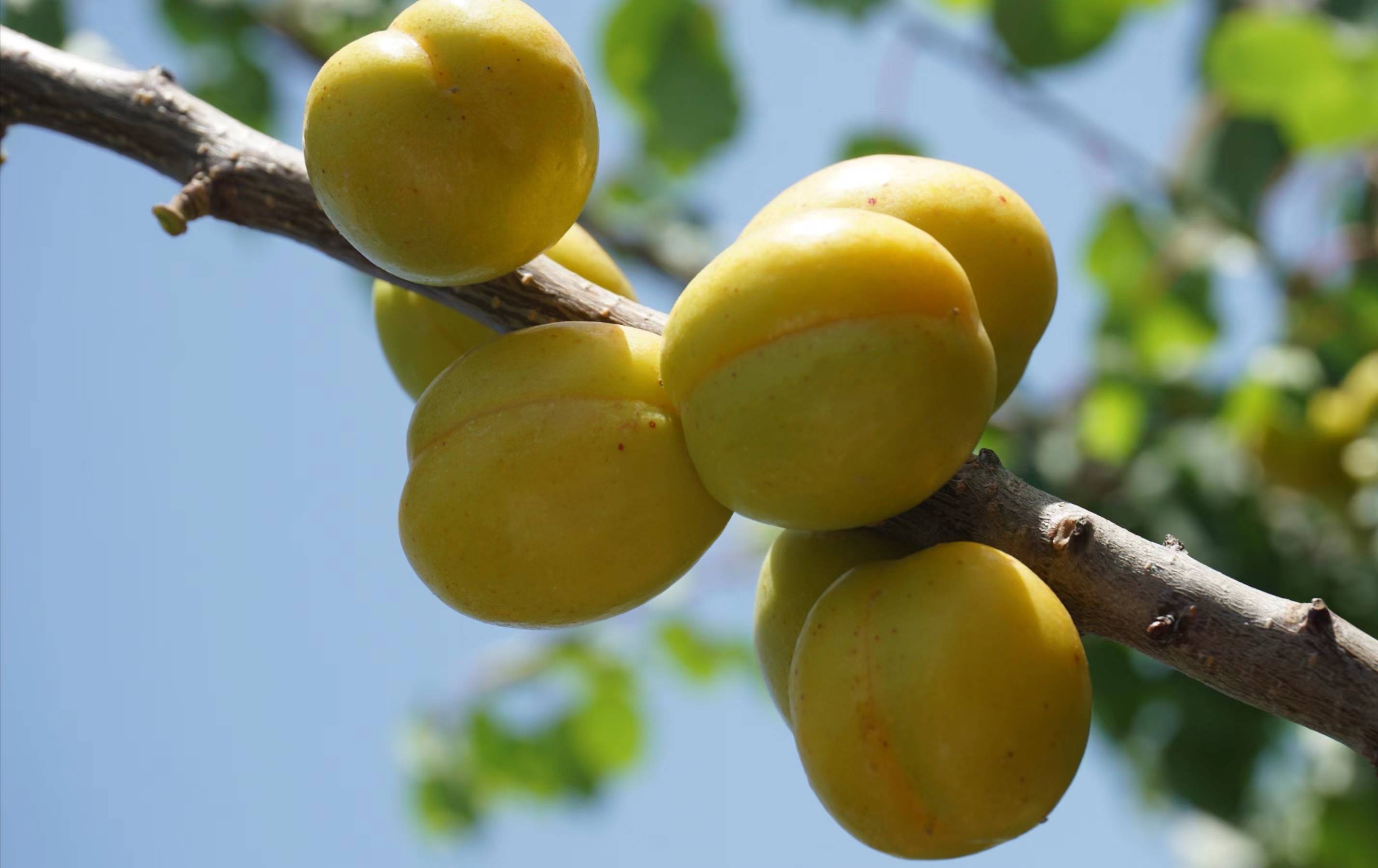 这个端午小长假 来花果山生态农庄,get属于你的小确"杏"_小白_杏子_带