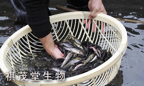 五黄粉对鱼有什么功效鱼用五黄粉有什么作用水产用药五黄粉对鱼的功能