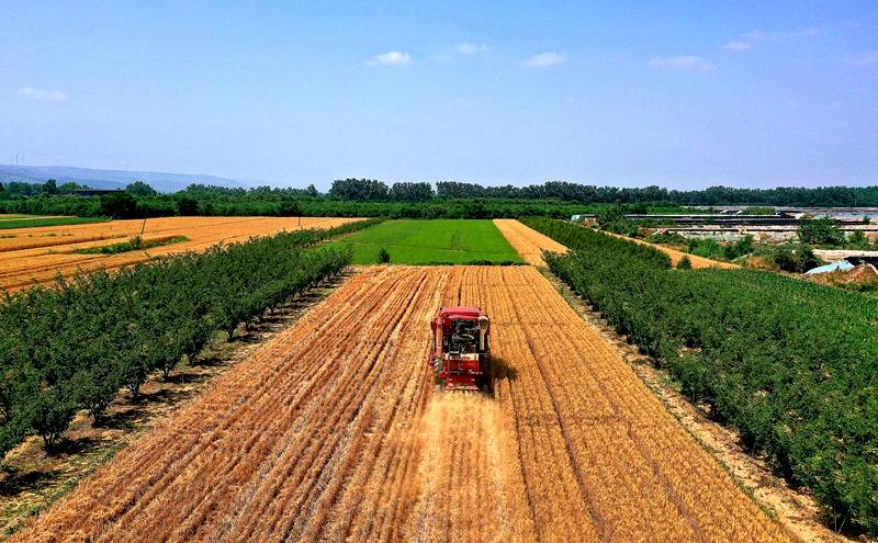 山西夏县:托管田里收麦忙_生产_农业_农村
