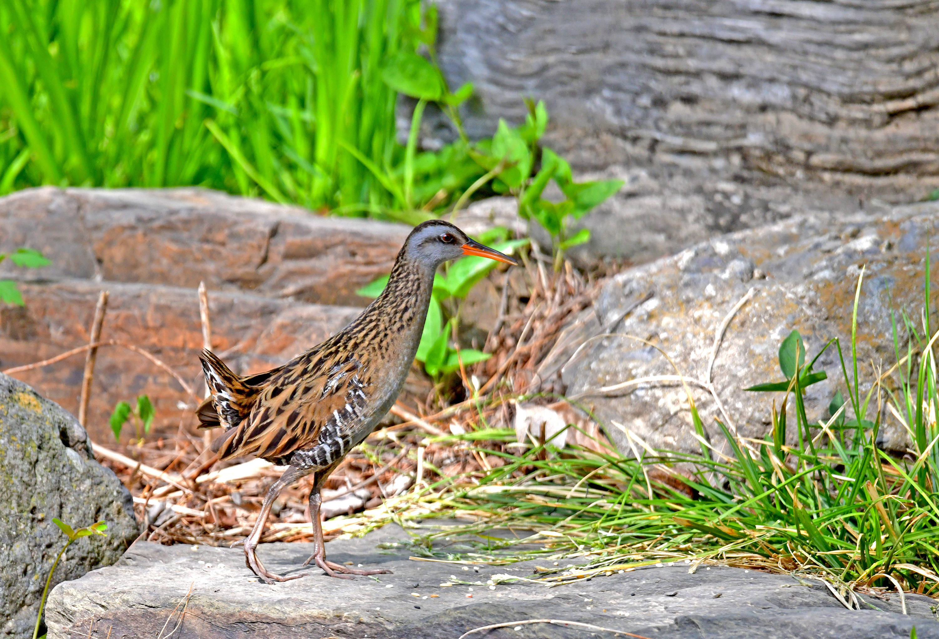 普通秧鸡(下)——匿藏在茂密的草丛或灌丛下_保护_行动_飞行