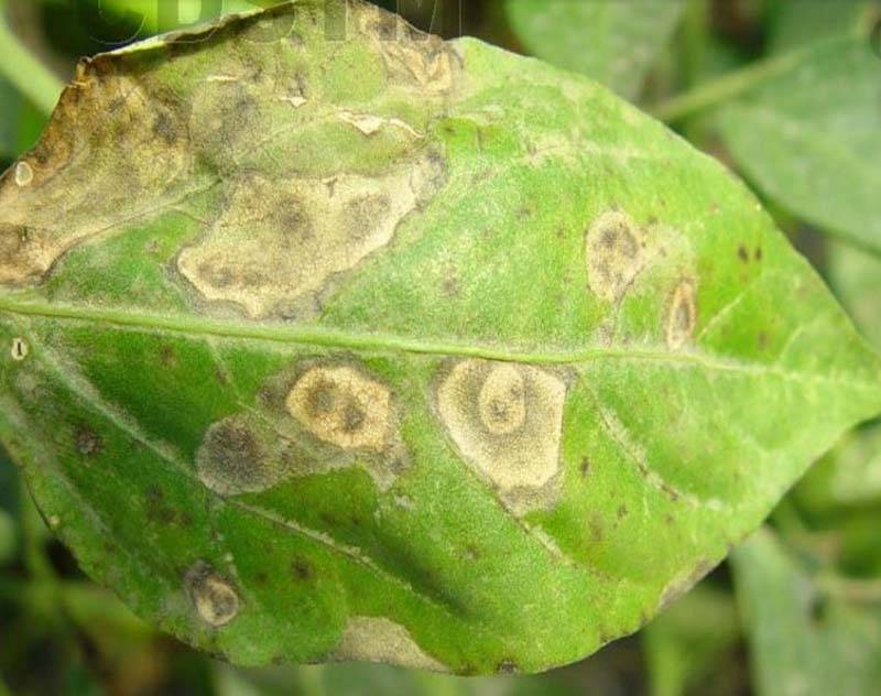 辣椒炭疽病识别与防治_发病_病菌_抗病