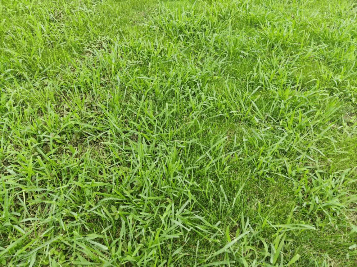 草坪夏季常见杂草及防除要点
