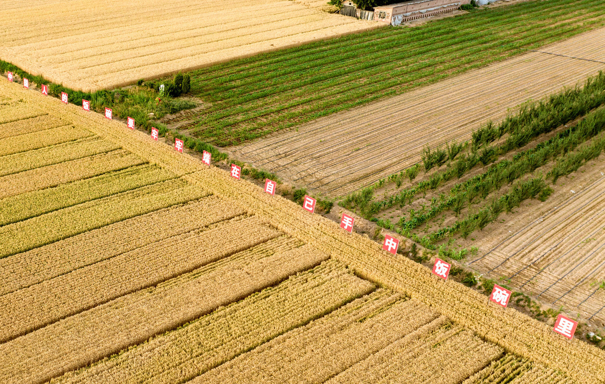 山西瑞恒农业三千多亩良种小麦喜获大丰收