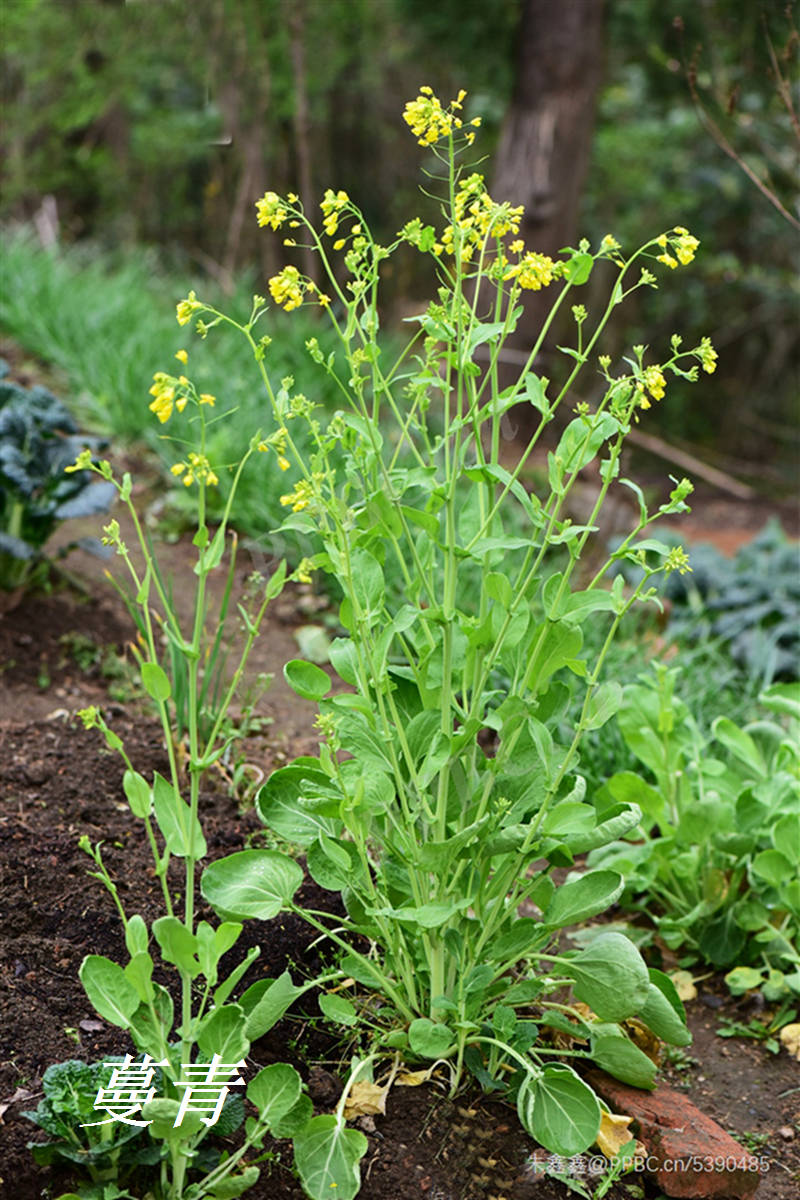 读fēng(风) 时,是指蔓青(芜青);读fèng (凤