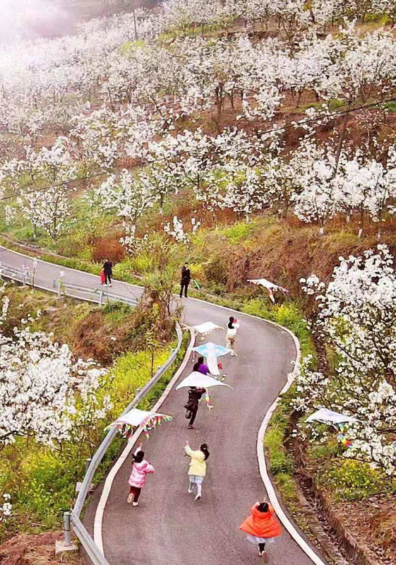 天府曹家百年梨乡全力打造农旅文融合发展旅游目的地