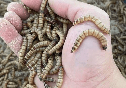 湖北楚盛鑫农生态农业科技有限公司分享养殖蛋白虫有哪些习性