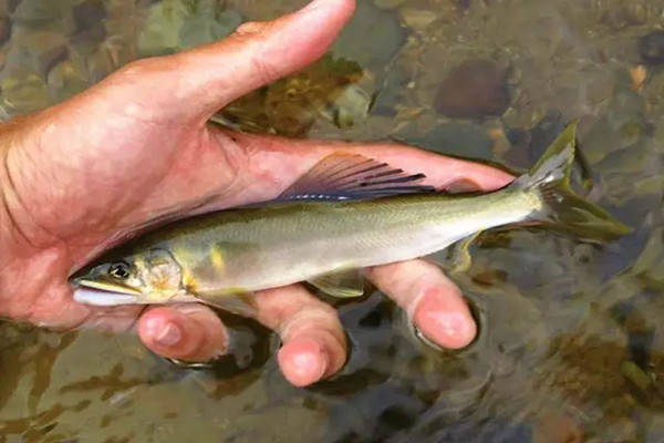 身娇体贵的泰山赤鳞鱼