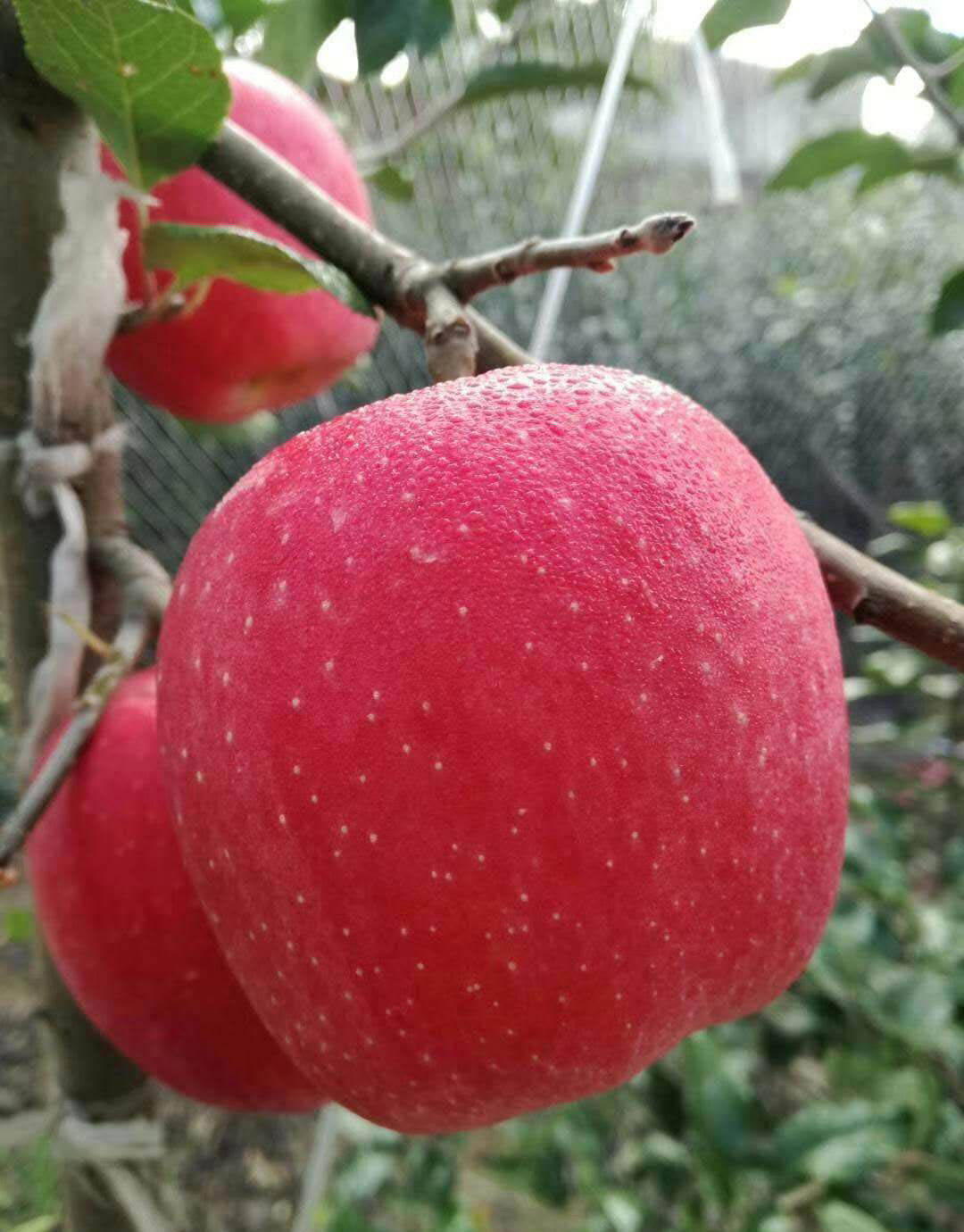 红思尼克苹果树苗开花坐果施肥技术