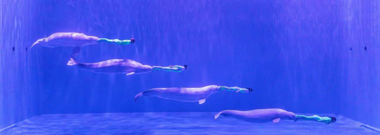 世界首创“四鲸秀”在哈尔滨极地公园震撼上演