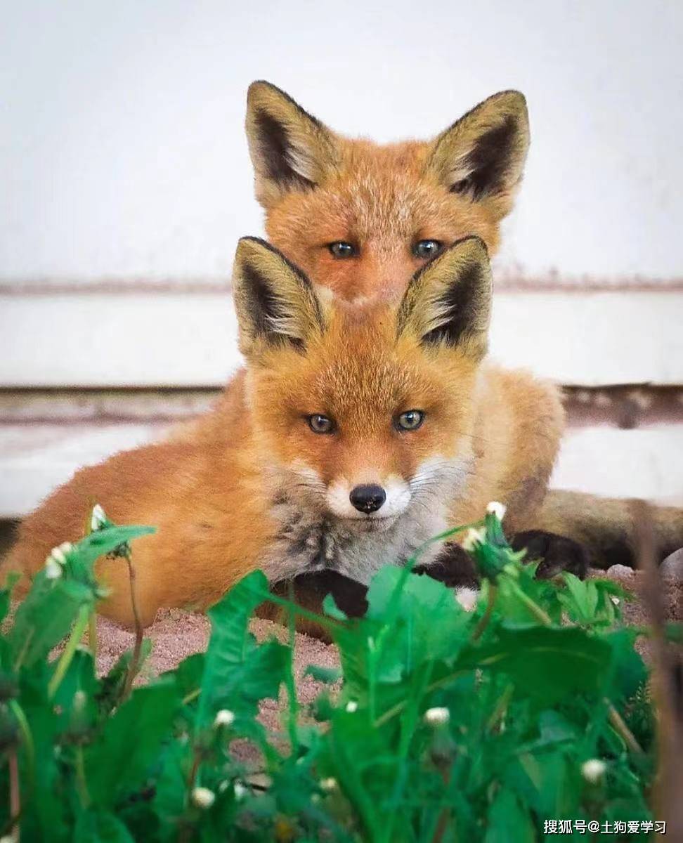 穷则独善其身，达则兼济/善天下_搜狐网