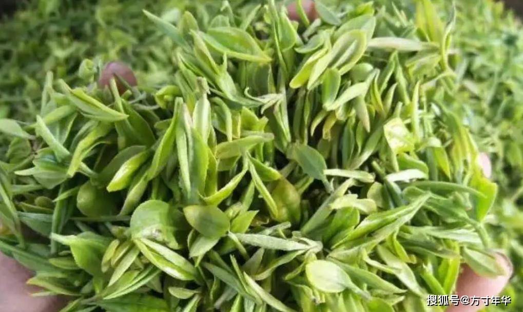 中国北方绿茶之乡日照绿茶日照茶文化清芬益远