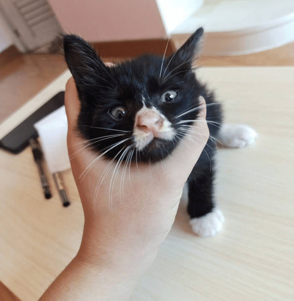 是三只宝贝一个鼻子,一个嘴巴是白色的,我都怀疑它们的父亲也是只黑猫