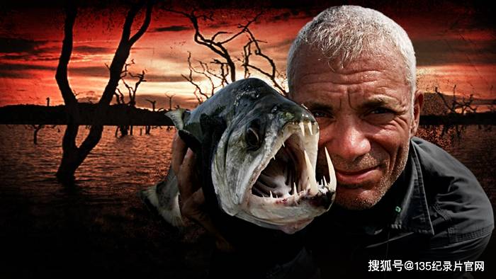 动物星球捕鱼纪录片《河中巨怪》第5季高清自媒体解