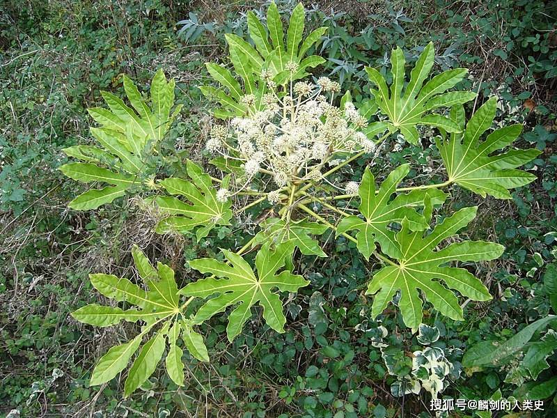 【植物界全系列】伞形目—五加科(二):五加