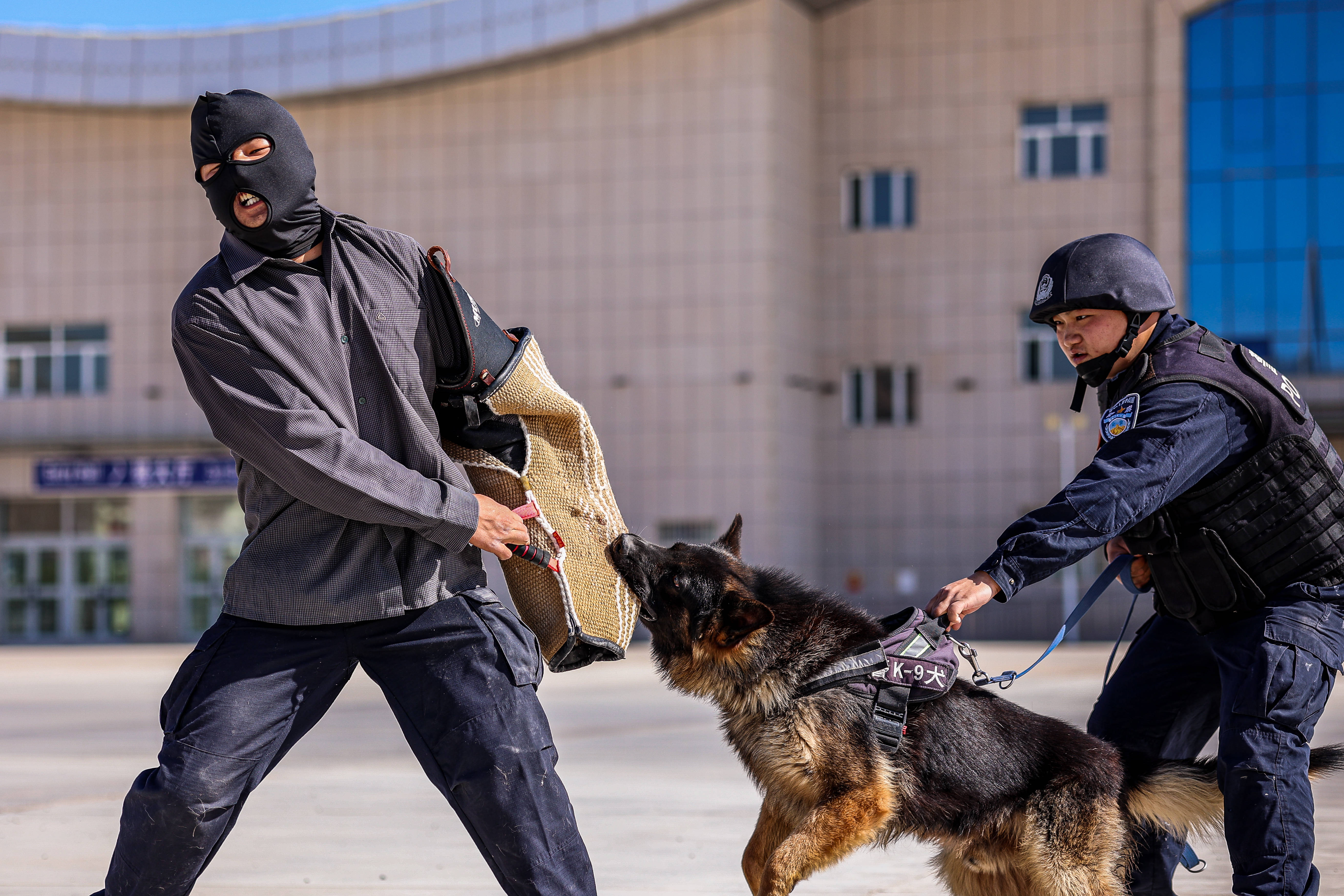 夏日练兵忙 警犬不服"暑"_吐尔尕特_训练场_科目