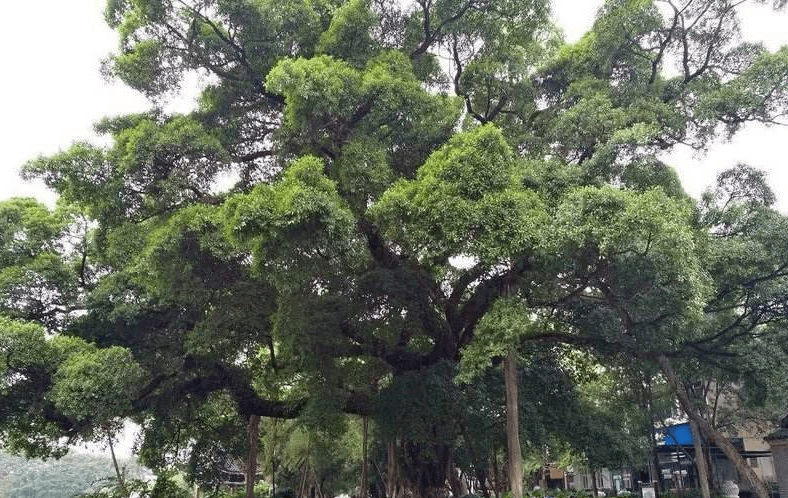 藏在树中的迷你寺庙，已有152年历史，引无数游客前来参拜