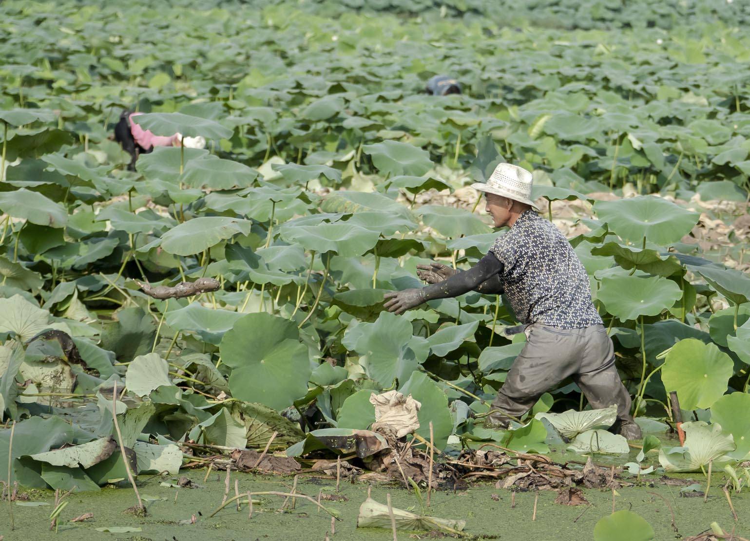 种植莲藕图片