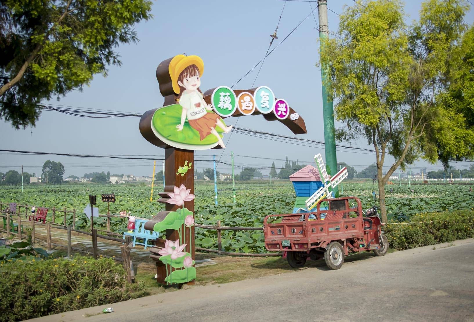 四川眉山东坡区 早熟莲藕采收忙_复兴镇_种植户_荷塘