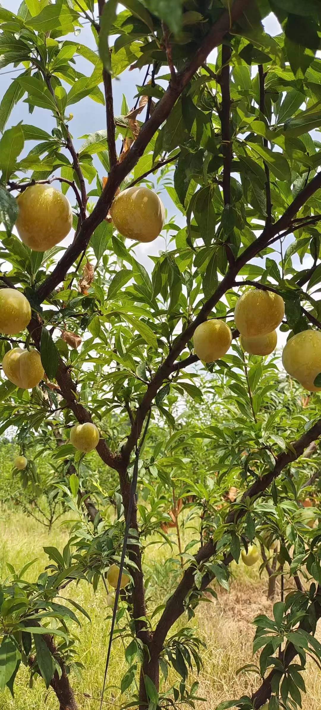 黄金奈李的种植管理技术,李子怎么施肥管理产量高?_进行_建议_主干