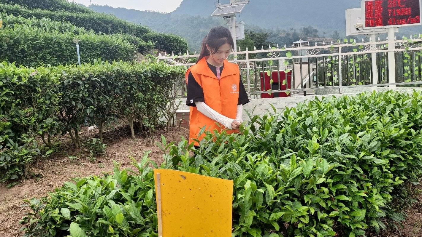 走进藏茶世界,体验种茶日常-搜狐大视野-搜狐新闻