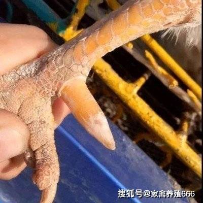 散养土鸡怎样促进蹬爪生长用什么喂土鸡长蹬爪长