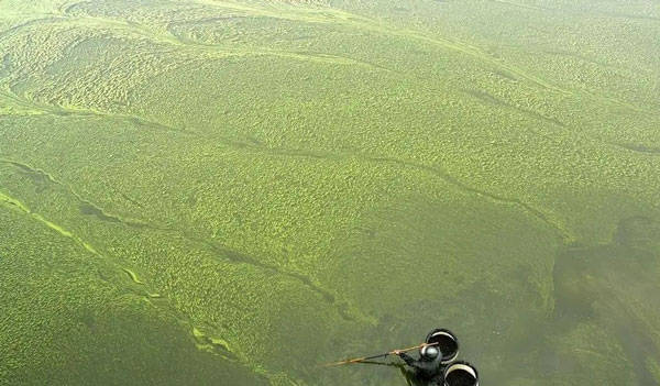 原创池塘出现油膜水是什么原因导致的?将如何去处理?