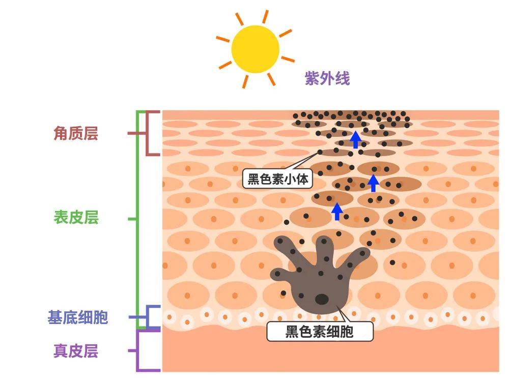 当热辐射或太阳光照射皮肤时,激发并活化了位于基底层内的黑色素细胞