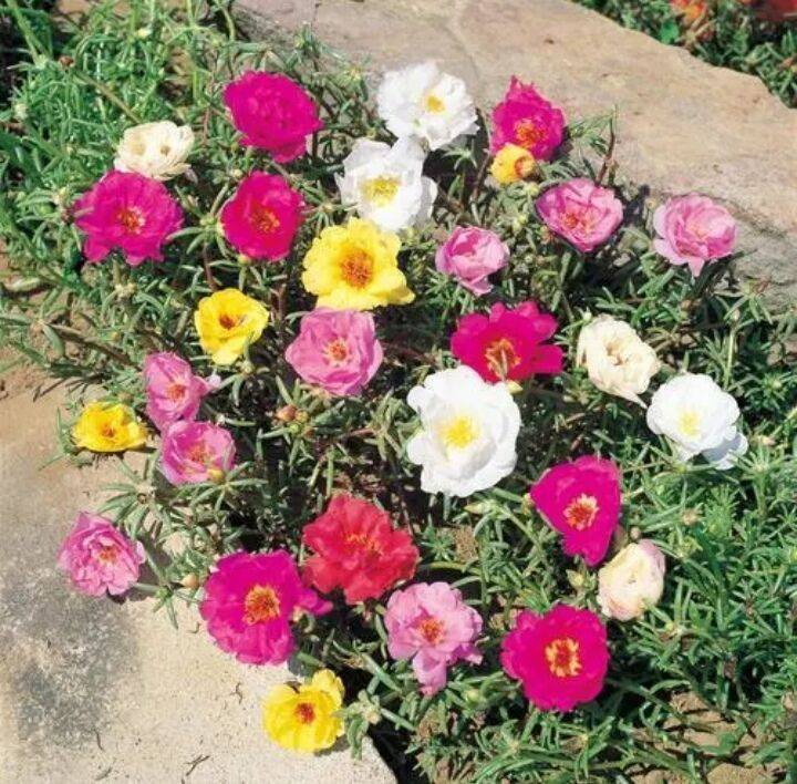 家里的马蜂菜开花了!_菜花_太阳_阳光