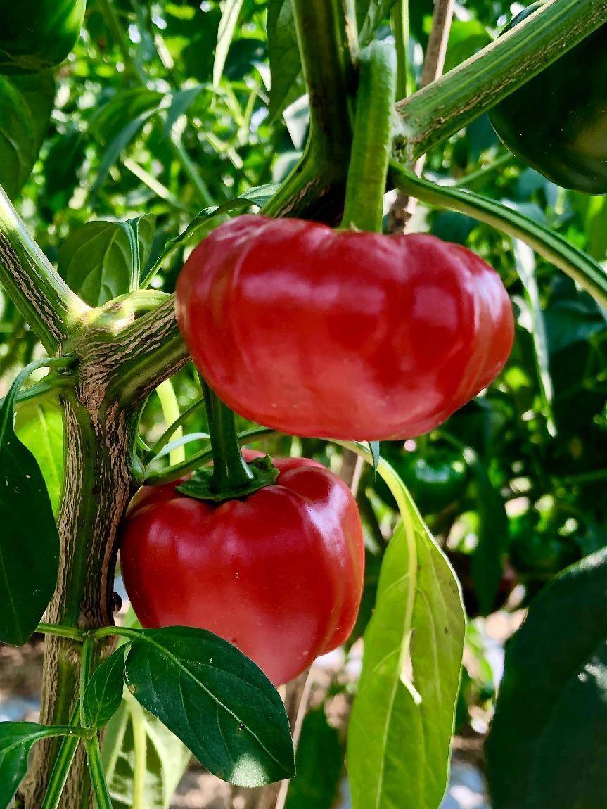 安徽省霍山县:漫水河"红灯笼"辣椒助力振兴路_种植_建设_发展