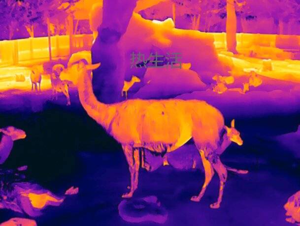 红外热像仪拍摄的热成像动物,你认得出是什么吗?-搜狐大视野-搜狐新闻