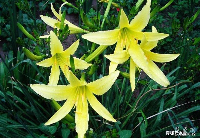 黄花菜图片-搜狐大视野-搜狐新闻