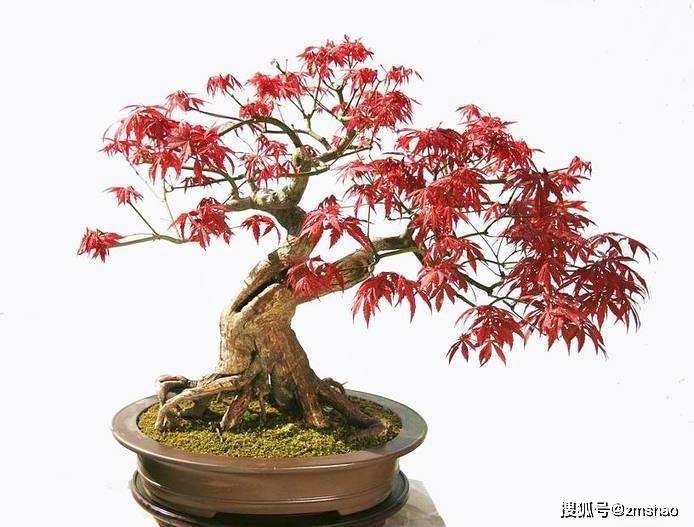 杂木盆景欣赏2-搜狐大视野-搜狐新闻